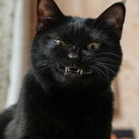 牙をむき出しにしてニヤリとした表情を浮かべる黒猫