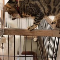 遊んであげる猫