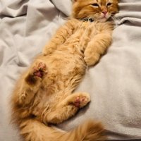 布団の上で仰向けに寝るミヌエット