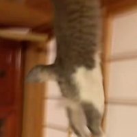 障子を駆け上がる猫
