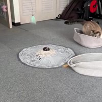おもちゃで遊ぶ猫