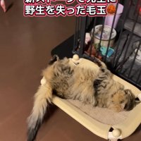 ストーブの方を向いて温まる猫
