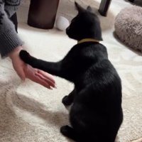 お手をする猫