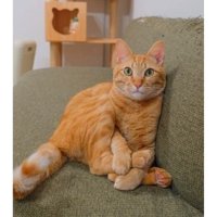座っている猫