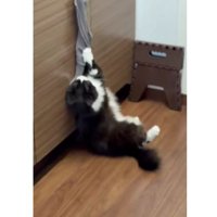 キッチンにいた猫
