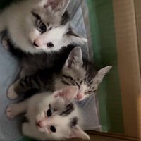 見つめる猫