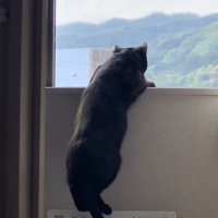 黄昏る猫
