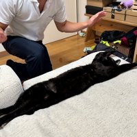 両前足を上げる猫