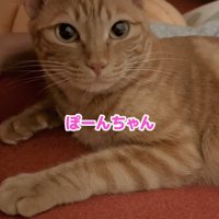 カメラ目線の猫「ぽーんちゃん」