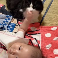 猫の顔に当たる赤ちゃんの手
