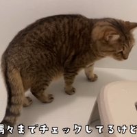 お風呂場をチェックする猫