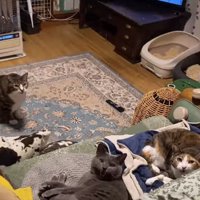 口を開けているソファの上にいる2匹の猫と床にいる猫