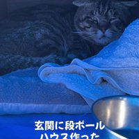 段ボールハウスの中の猫