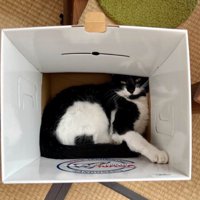 段ボールに入る猫
