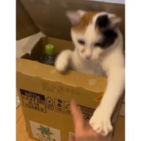 ダンボールにいる猫