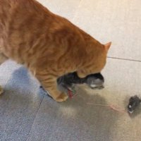 子猫の首元を噛んでいる大人の猫