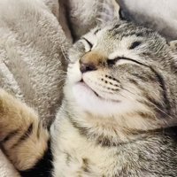 毛布の上で寝る子猫