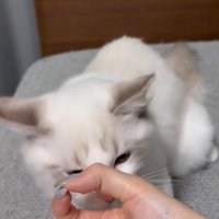 女性の手の上に乗せられたおやつを見つめる猫