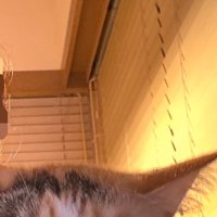 猫の頭