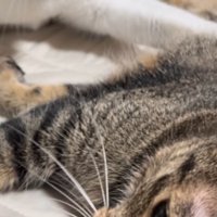 キジトラ猫に前足を乗せる猫