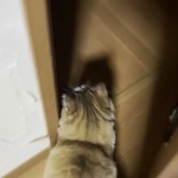 部屋を出る猫の写真