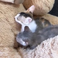 クマを嗅ぐふたり