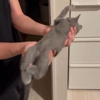 抱き上げた子猫を優しく前後に揺らす男性