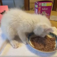 ご飯を食べる猫