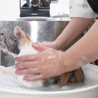 シャンプー中