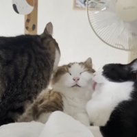 ダブル毛づくろい