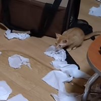 前を見る猫