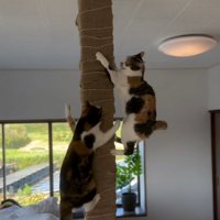 柱を登る猫たち