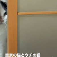 引き戸の隙間から覗き込む猫（左寄り）