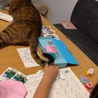 宿題をしている子どもと目の前で横になっている猫
