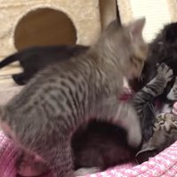 じゃれ合う3匹の子猫