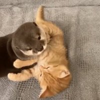 さくらちゃんが上