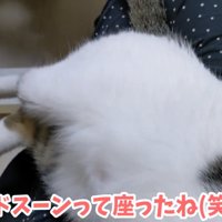 飼い主の膝の上でくつろぐ猫