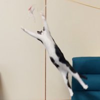 四肢を真っ直ぐに伸ばして猫じゃらしに飛びつくハチワレ猫