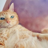 猫と女性