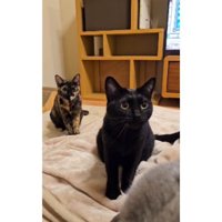 毛布にいる猫たち