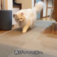 持ってくる猫
