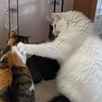 並んでいる2匹の猫