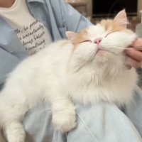 膝の上に乗るレモンくん