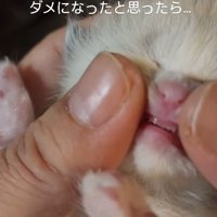 歯を見られている子猫