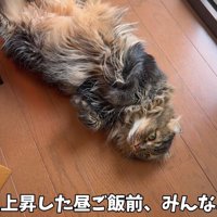 寝転がる猫