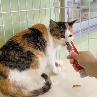 おやつを食べる猫