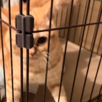 両手で抵抗する猫