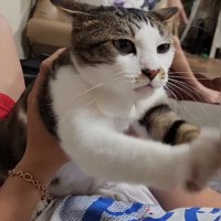 前足を伸ばす猫