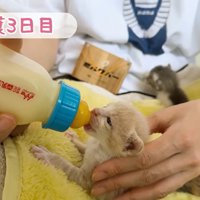 よじ登る子猫
