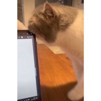 テーブルの上にいる猫